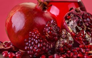 بازار منتظر ۱۲ هزار تن طلای سرخ خلیل‌آباد