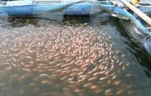 توزیع بیش از ۱۷ هزار قطعه بچه ماهی گرمابی کپور در شهرستان کاشمر توزیع بیش از ۱۷ هزار قطعه بچه ماهی گرمابی کپور در شهرستان کاشمر