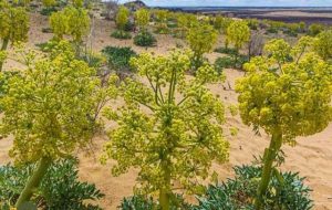 کشت گیاهی که روستائیان را از مهاجرت منصرف کرد کشت گیاهی که روستائیان را از مهاجرت منصرف کرد