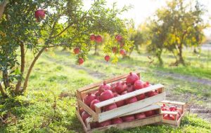 یاقوت‌های سرخ؛ تلاش برای بقا در دنیای تغییرات اقلیمی